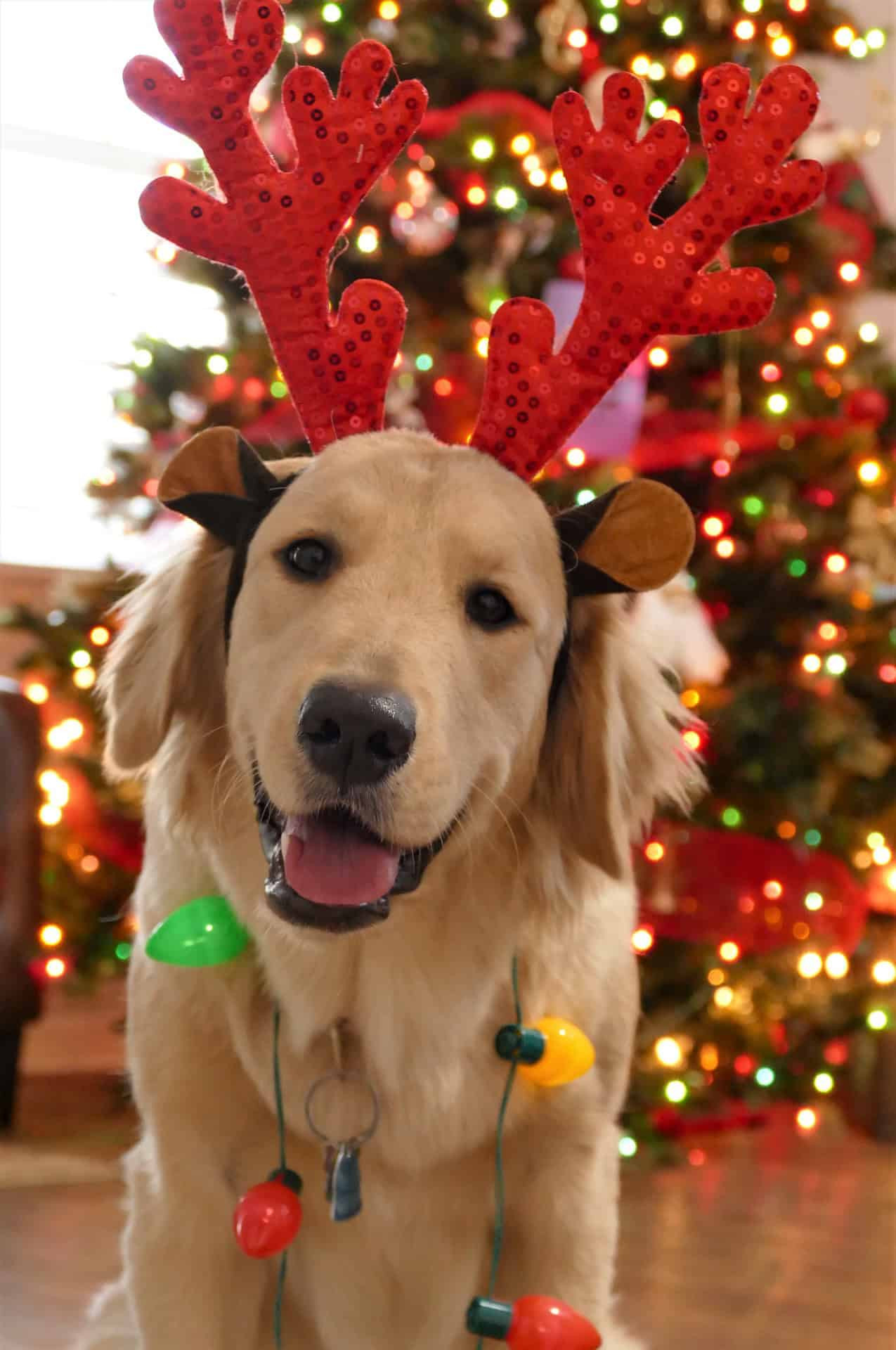 Celebrating Christmas with Your Dog: Tips for a Festive Holiday